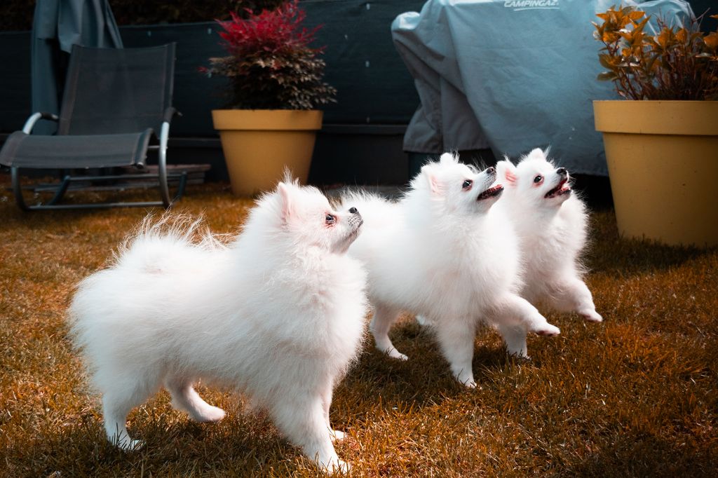 Chiot Spitz allemand De L'écrin Des Fées